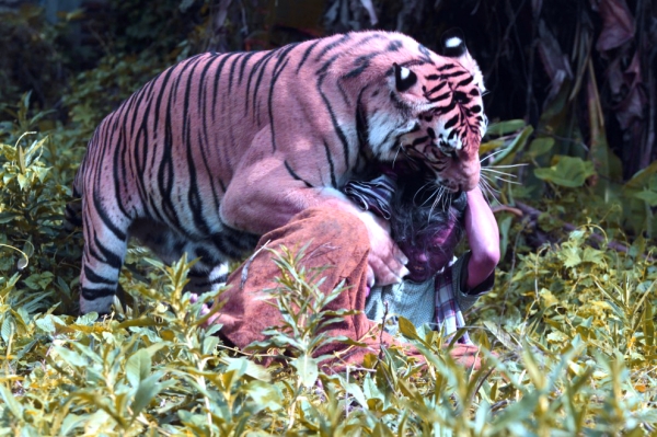 tigre-bangala-scuola