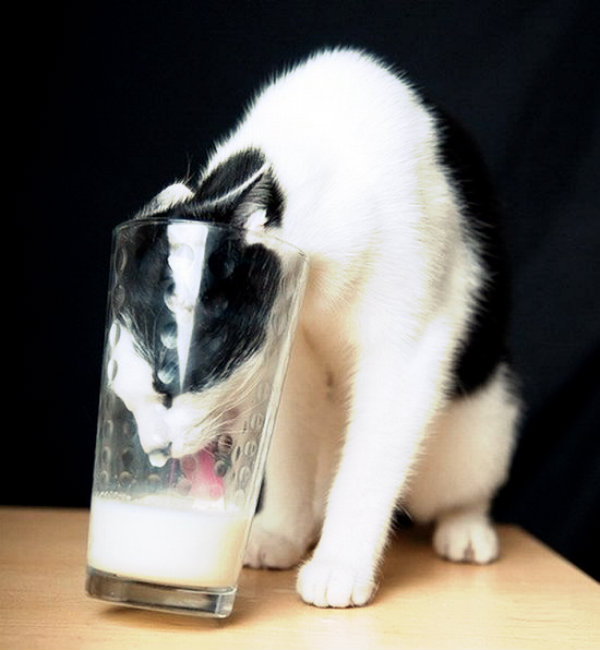 Il-gatto-e-il-latte-tuttacronaca