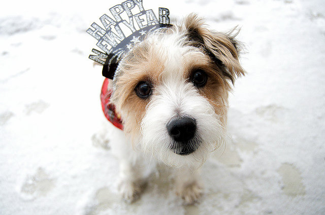 dog-happy-new-year-tuttacronaca.jpg
